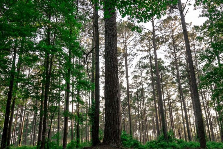 Under Some Of Louisiana’s Darkest Skies, This Campground Makes The Stars Feel Close Enough To Touch