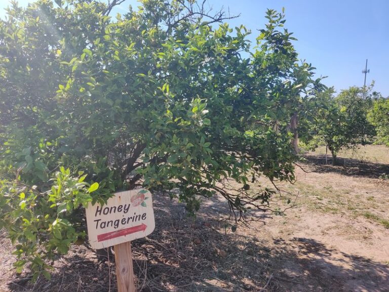 7 Florida Citrus Groves Where You Can Pick Your Own Oranges Straight Off the Tree