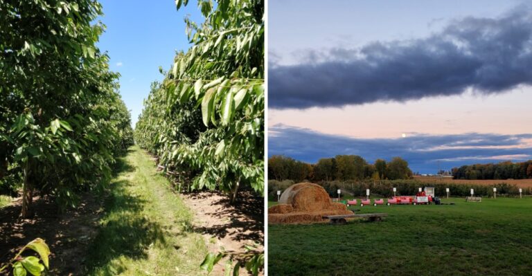 This Michigan Apple Orchard Trail Is So Beautiful In October Locals Make A Weekend Of The Drive