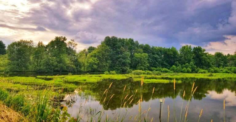 This Eastern Iowa Wildlife Refuge Is Basically The Costco Of Bald Eagle Sightings
