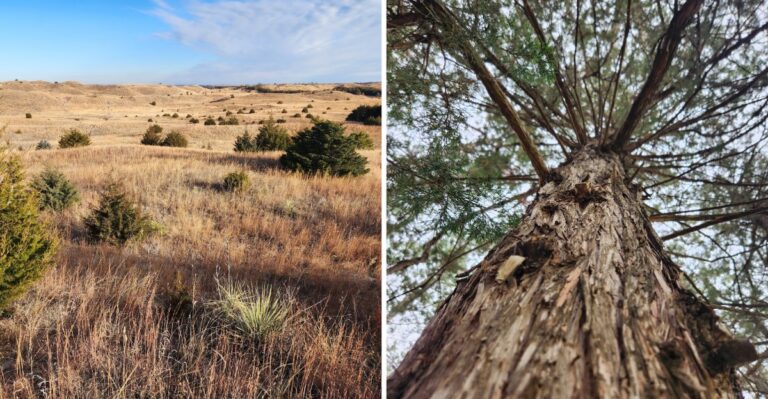 This Nebraska Forest Rises Out Of Rolling Sand Dunes That Look Nothing Like The Rest Of The State