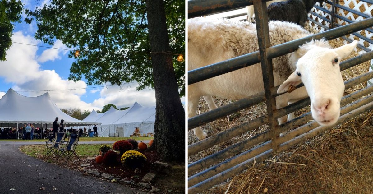 This Kentucky Wool Festival Feels So Local That Most Travelers Have Never Heard Of It