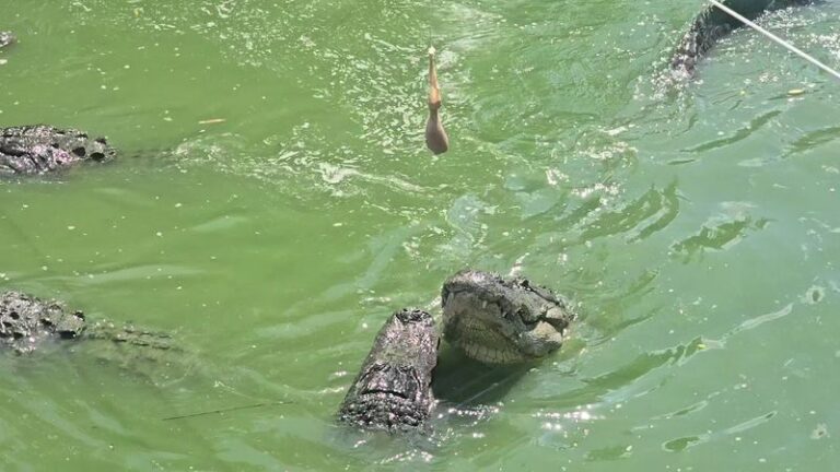 9 Florida Nature Preserves Where You Can Spot Alligators Up Close