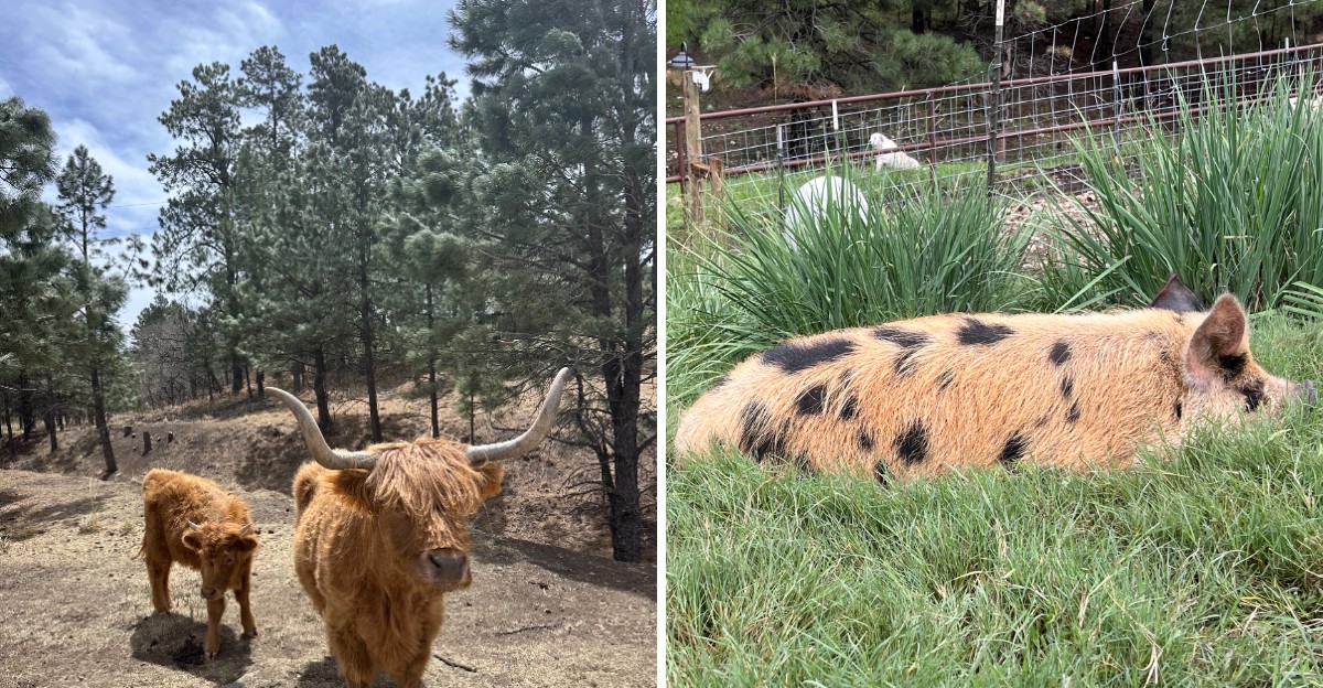 This New Mexico Animal Sanctuary Lets You Meet Rescued Cows And Pigs For A Gentle Fall Escape