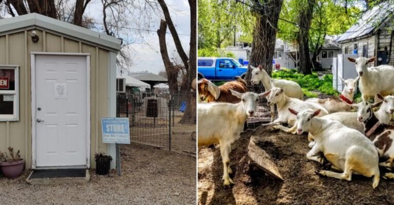 The Cash-Only Utah Farm Market Where You Can Fill A Cart With Groceries Most Stores Miss