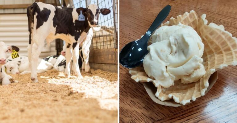 This Quiet Virginia Dairy Farm Draws Visitors With Friendly Cows And Fresh Homemade Ice Cream