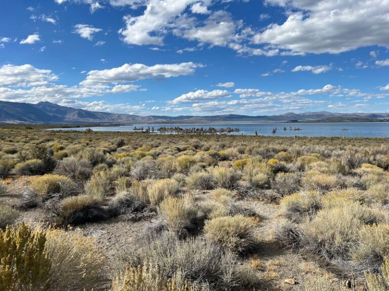 Follow A Gravel Turnout In Lee Vining And This Roadside Kitchen Grills Fish Tacos Beside Mono Lake