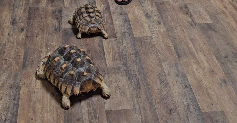 At This New Mexico Spot You Actually Hold The Snakes And Meet Reptiles Up Close
