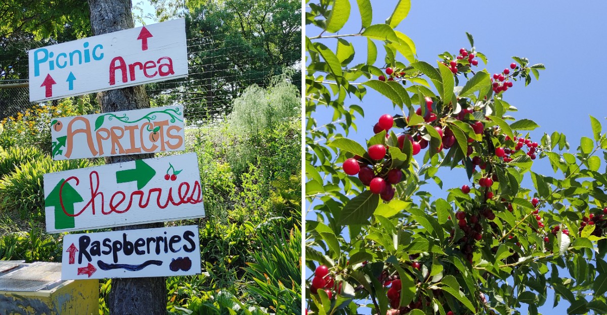 This Michigan Cherry Farm Stand Opens Every Summer And Has Regulars Stocking Up Until The Next Season