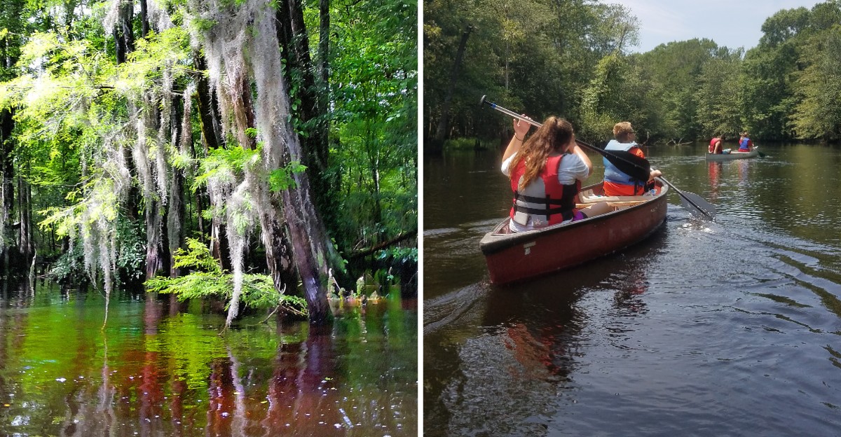 This North Carolina Riverbank Is Known For So Many Cottonmouth Sightings You’ll Want To Watch Every Step
