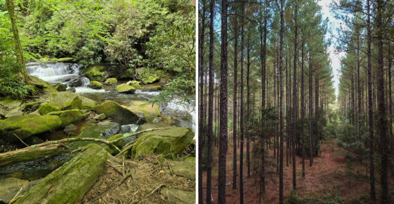These 8 Georgia Regions Can See Plenty Of Snake Activity This Fall And Here’s What To Watch For