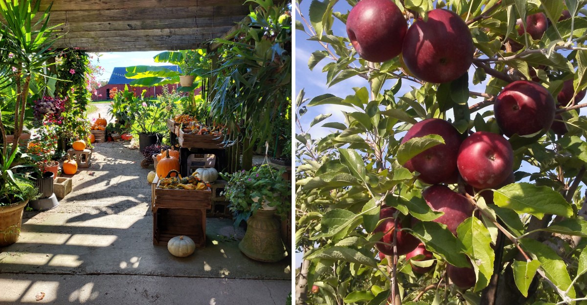 This Ohio Roadside Orchard Has Fall Apples That Regulars Know To Show Up Early For