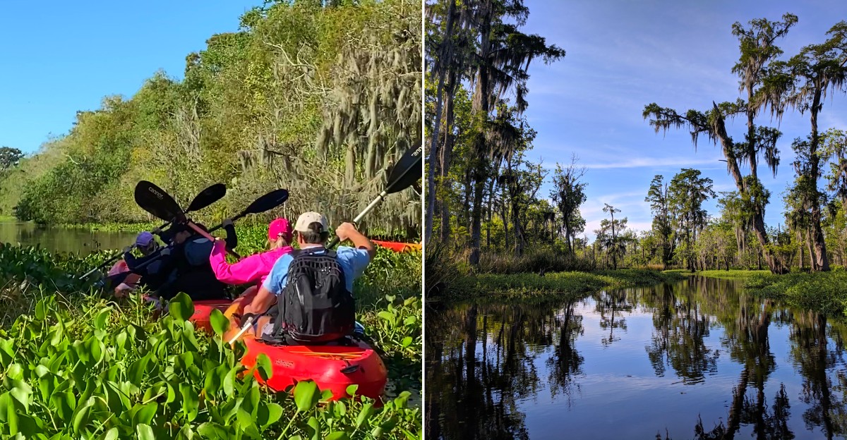 The Secret Louisiana Trail With Towering Cypresses And 500-Year-Old Trees