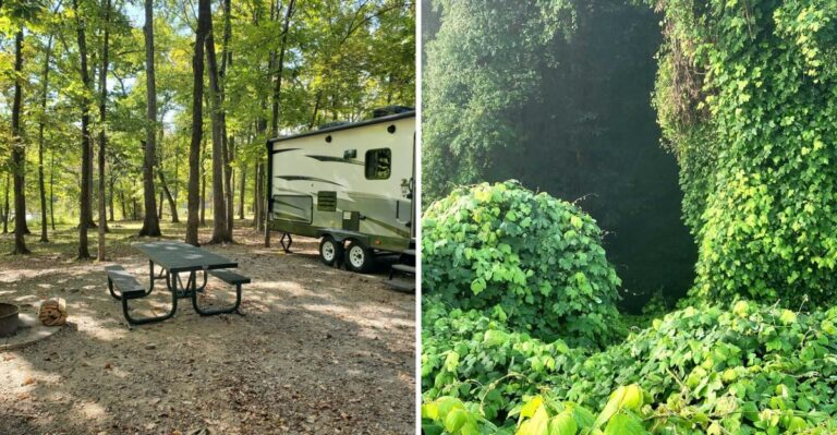 These 10 Tennessee Counties Reported Black Bear Sightings In 2026 And Here Is What Residents Should Know
