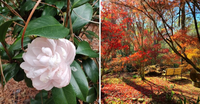 This Alabama Botanical Garden Bursts With Camellias In Late Fall When Most Gardens Are Winding Down