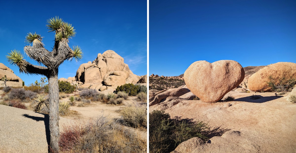 This California Desert Park Is Full Of Twisted Trees And Giant Boulders And Is Perfect For A Cool-Weather Trip Before 2026 Ends