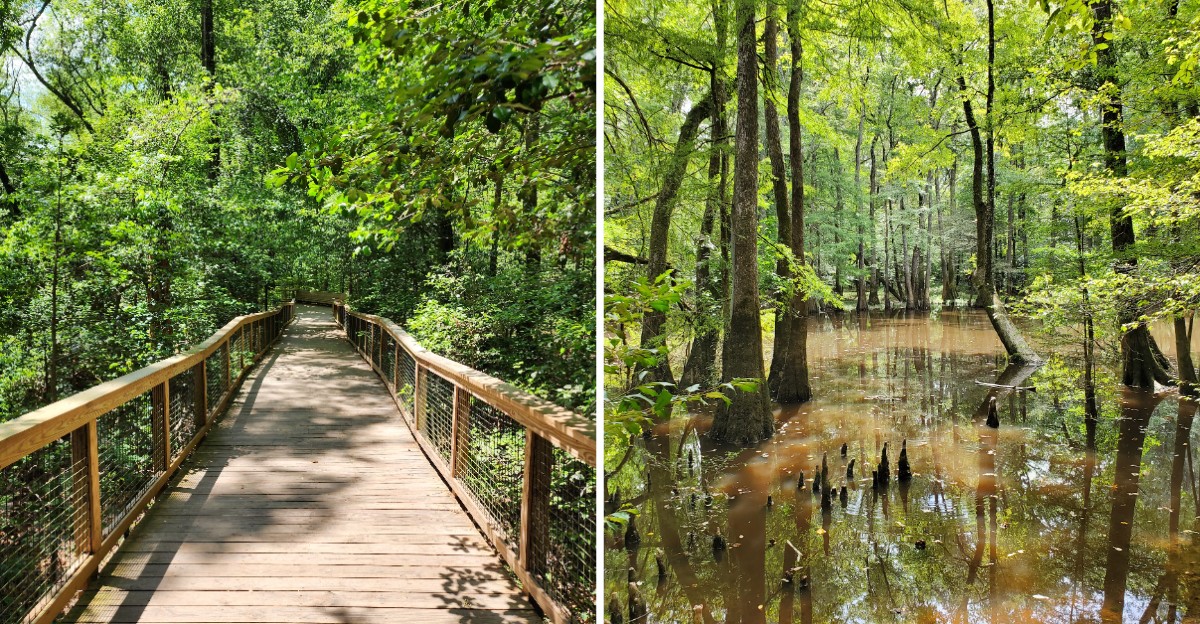 This South Carolina Boardwalk Winds Through An Ancient Floodplain Forest And Is Worth A Trip In 2027