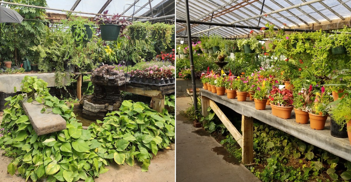 This Kansas Greenhouse Outlet Is A Hidden Treasure Trove Of Affordable Succulents And Exotic Cacti