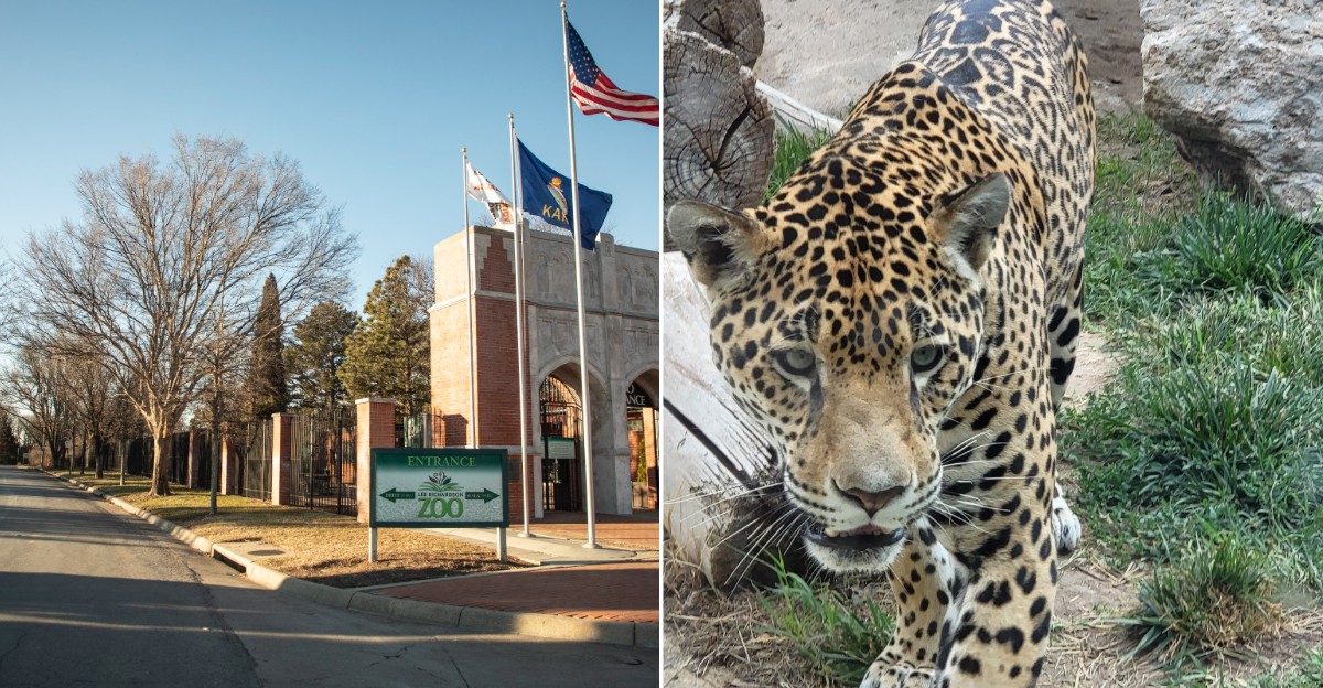 Meet The Fluffy Wild Cats With Permanently Grumpy Faces At This Kansas Zoo