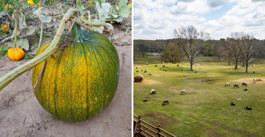 This Oklahoma Cattle Ranch Turns Part Of Its Land Into A Pumpkin Patch Every Fall