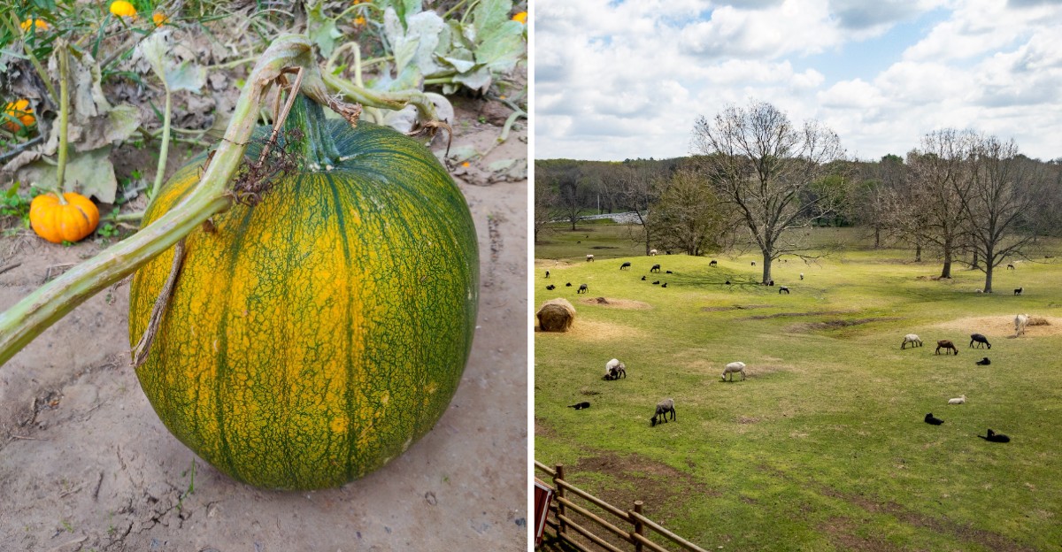 This Oklahoma Cattle Ranch Turns Part Of Its Land Into A Pumpkin Patch Every Fall