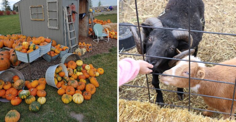 This Montana Pumpkin Patch Turns Fall Into A Full Day Of Pumpkins, Farm Animals And Family Fun