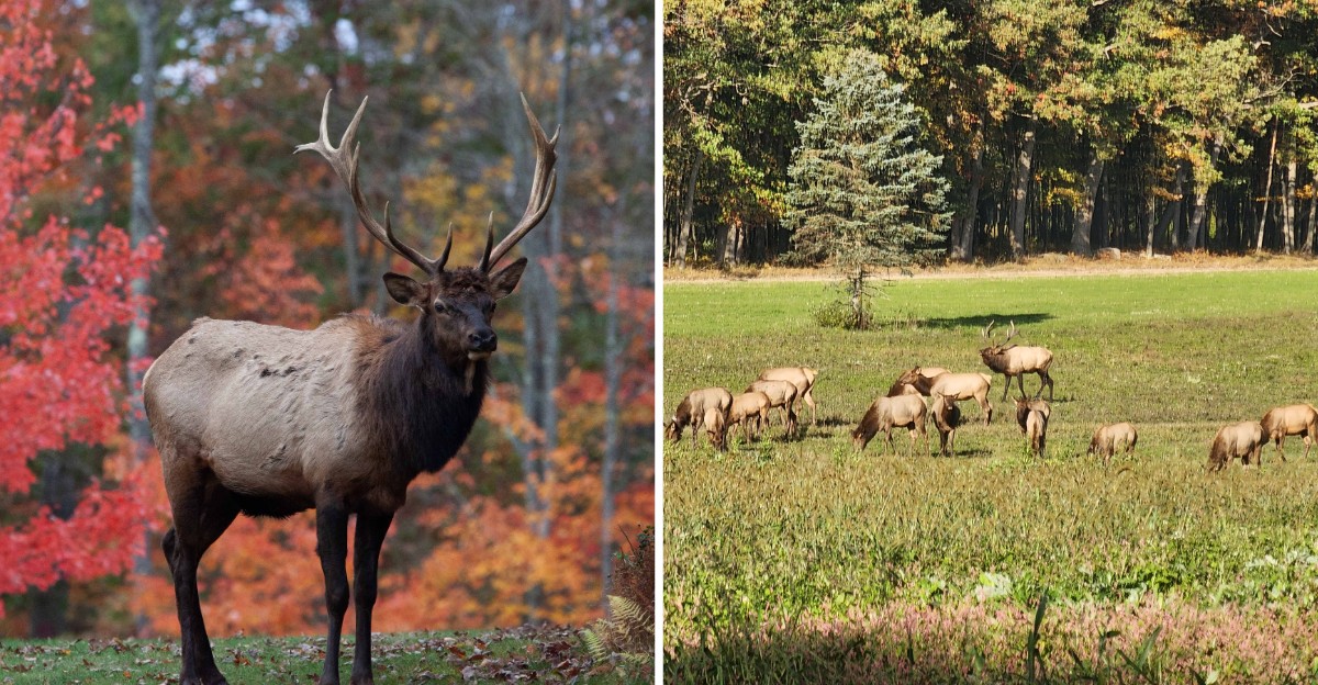 This Small Pennsylvania Town Is Famous For Wild Elk, And Fall Is The Best Time To Visit