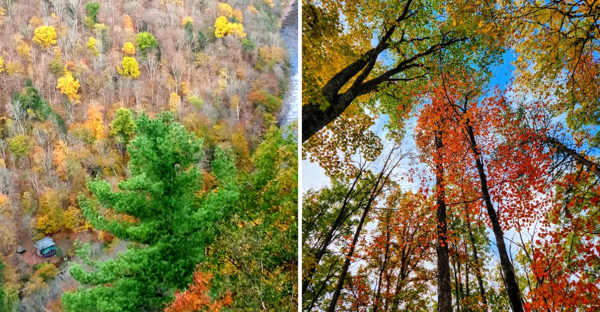 This Pennsylvania Gorge Is Known As The Grand Canyon Of Pennsylvania And Glows With Fall Colors