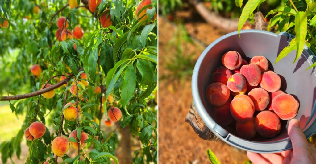 This Louisiana Peach Orchard Is Worth The Drive For Its Fresh-Baked Peach Pies