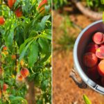 Mitcham Farms Peach Store