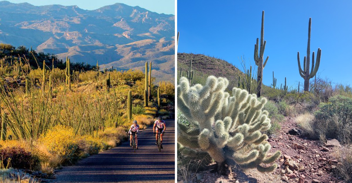 This Arizona Park Is Full Of Giant Saguaros And Makes A Perfect Cool-Weather Visit Before 2026 Ends