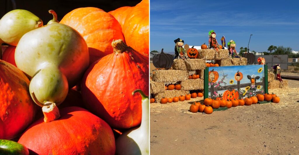 Louisiana Pumpkin Patches