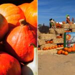 Louisiana Pumpkin Patches