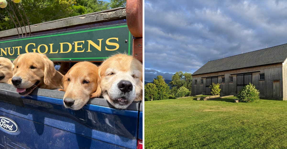 This Vermont Farm Lets Visitors Spend The Day With A Pack Of Golden Retrievers