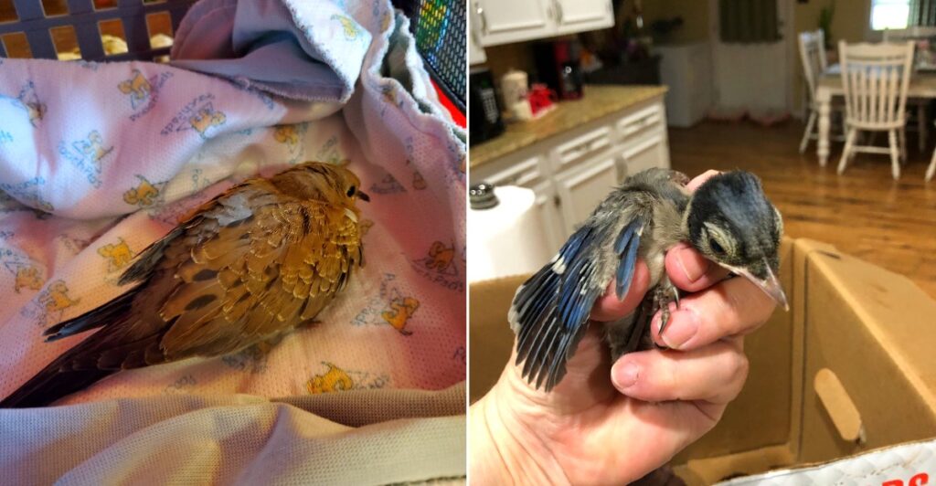 For The Birds of Acadiana