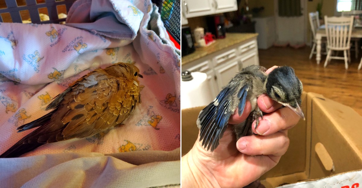 This Louisiana Bird Rescue Gives Injured Pelicans, Owls, And Songbirds A Second Chance