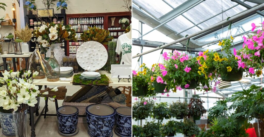 Louisiana Nursery