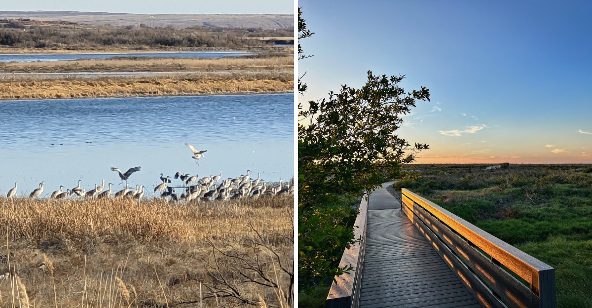 Thousands Of Giant Cranes Fill The Sky Over This Quiet New Mexico Wildlife Refuge At Sunset