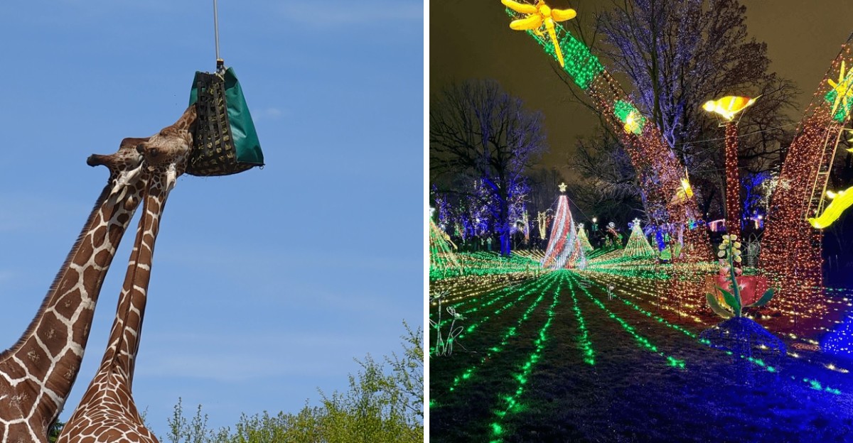 This Illinois Zoo Lights Up Its Grounds With Holiday Magic Every Year