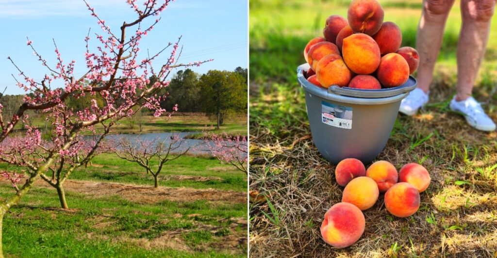This Louisiana Peach Orchard Has Been A Ruston Institution For More Than 70 Years