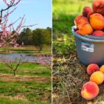 Mitcham Farms and Orchard