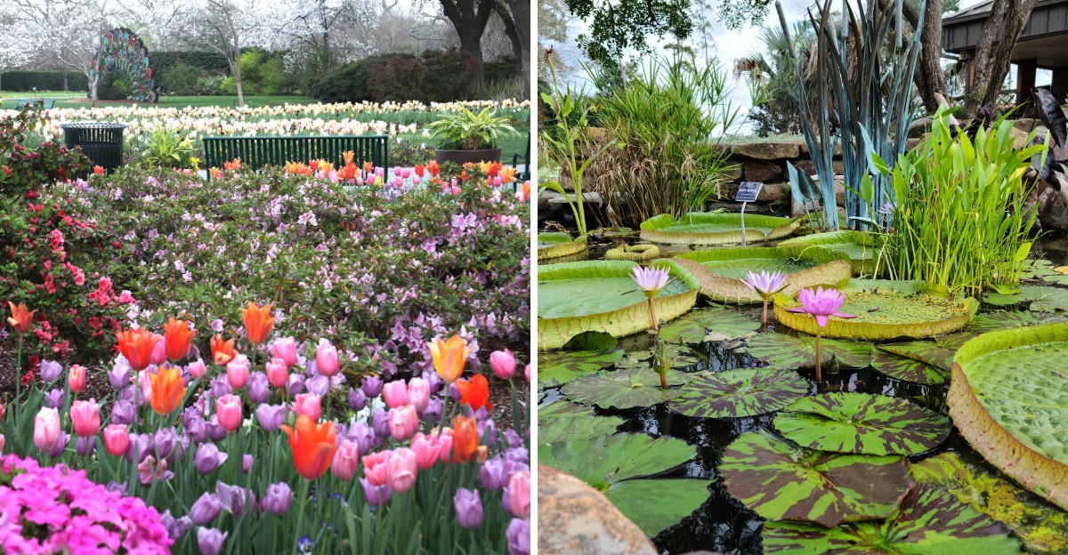 9 Texas Botanical Gardens With Peaceful Paths And Colorful Seasonal Displays