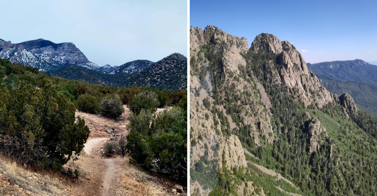 6 New Mexico Counties Where Black Bear Encounters Are A Growing Concern This Fall
