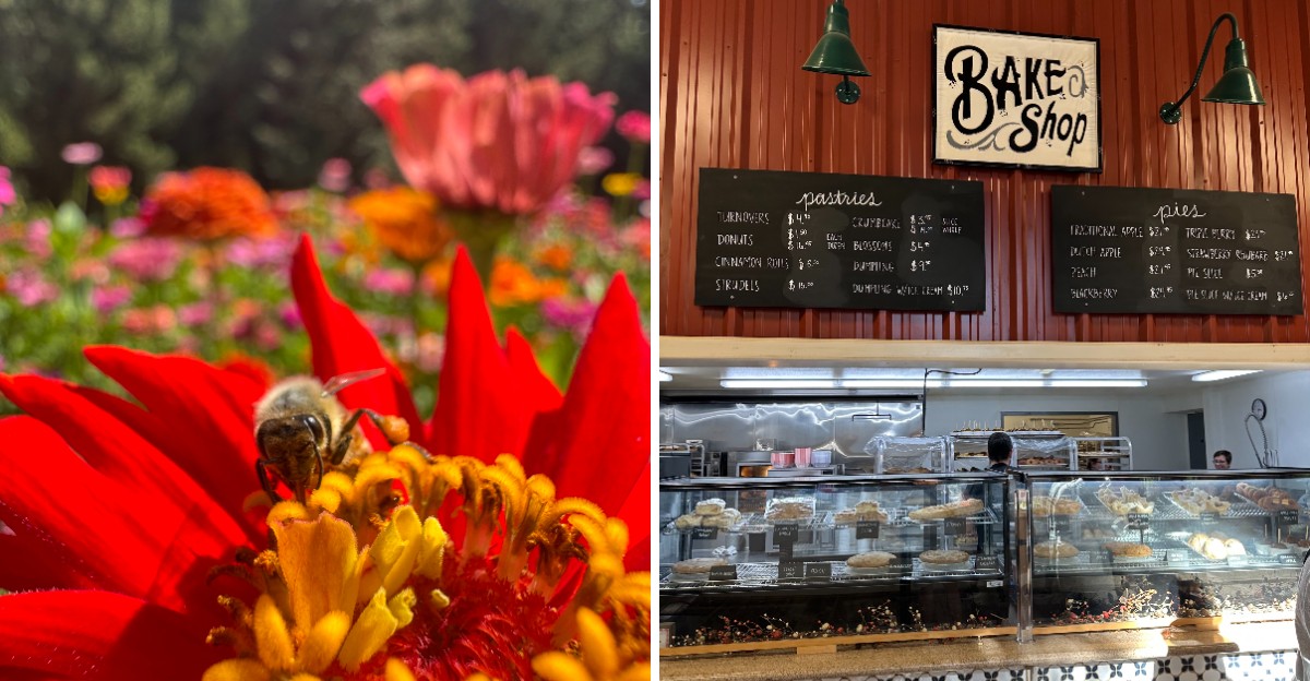 This California Apple Farm Sells Fresh Pies And Homemade Jams Perfect For Thanksgiving Tables