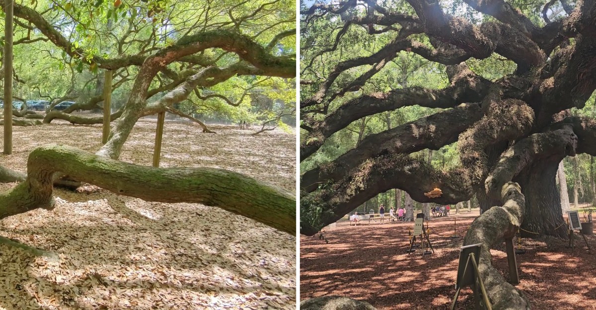 This South Carolina Oak Tree Is Believed To Be Around 400 Years Old And Its Branches Touch The Ground