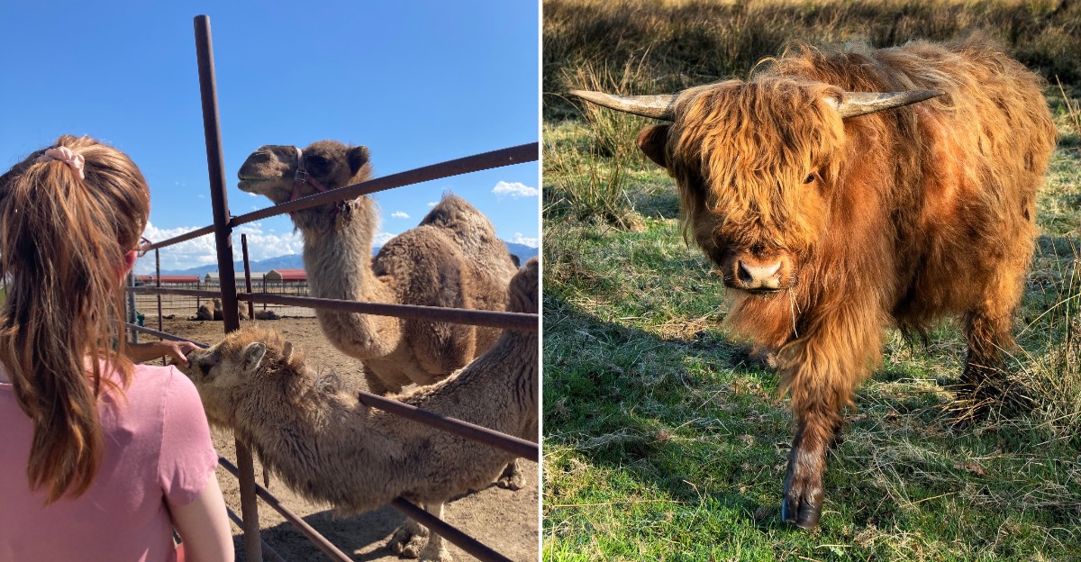 This Unique Wildlife Park In Utah Is An Unforgettable Encounter With Capybaras