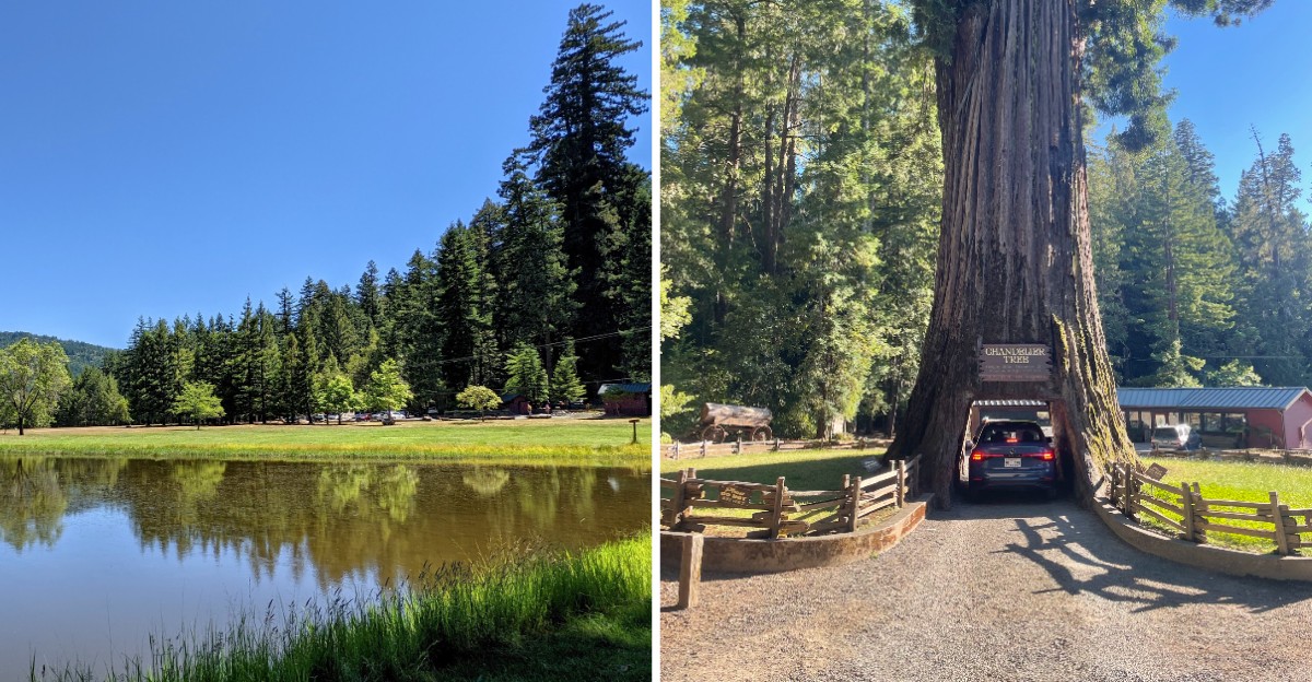 This Giant California Redwood Has A Tunnel Through Its Trunk That You Can Drive A Car Through