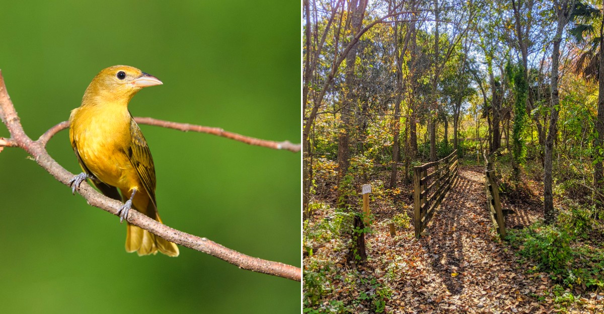 This Louisiana Nature Center Lets You Wander Boardwalks Through Wetlands Full Of Wildlife