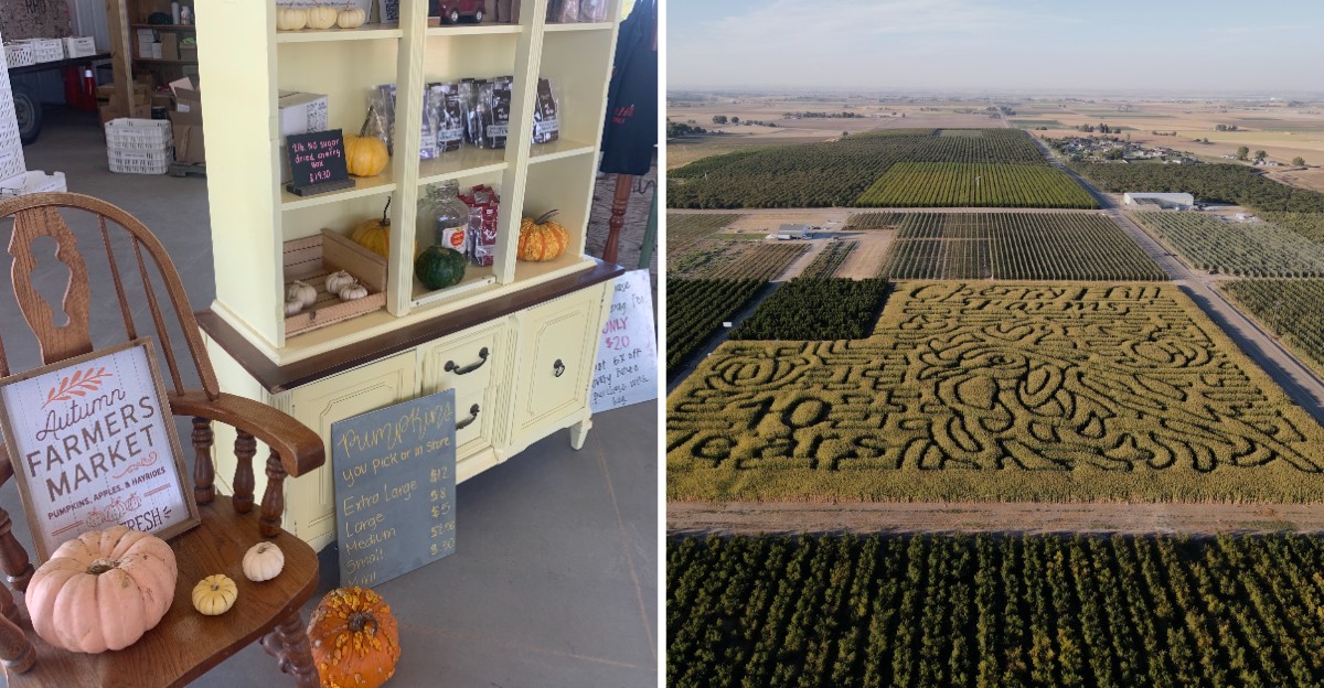 This Idaho Farm Turns Its Fall Harvest Into A Weekend Festival With A Beautiful Corn Maze And Pumpkin Patch