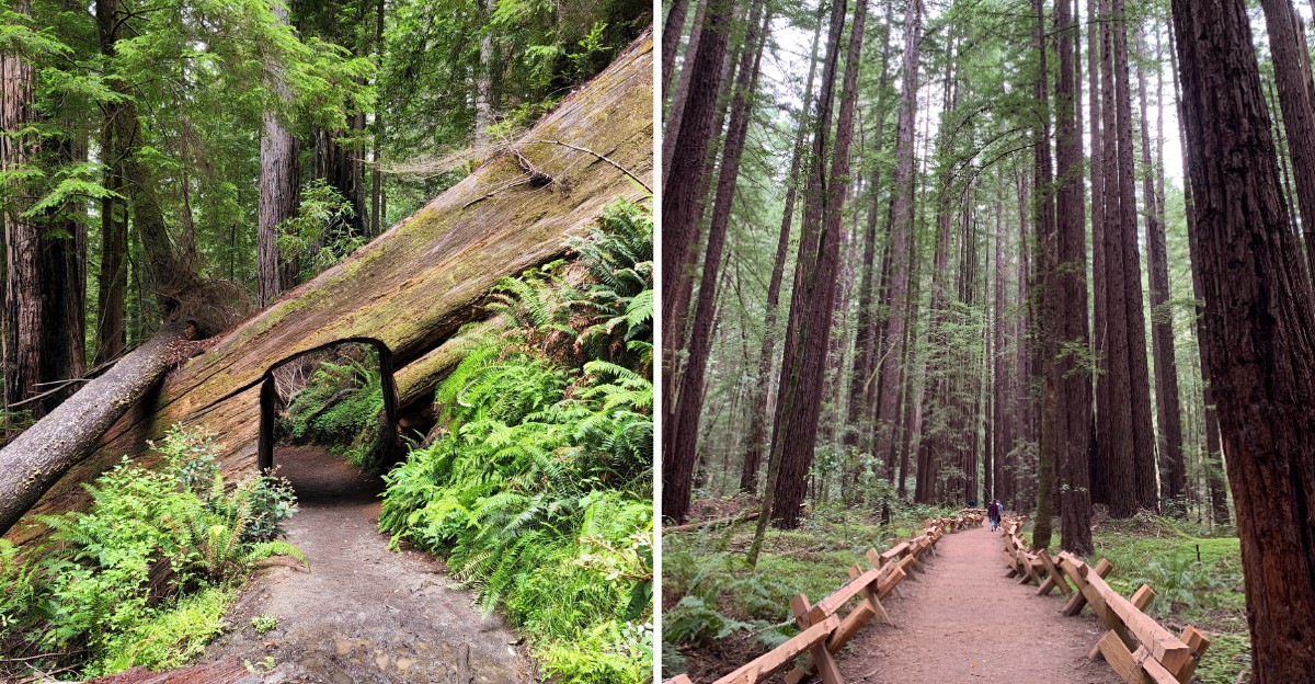 10 Breathtaking California Redwood Groves And Forest Walks Worth Exploring